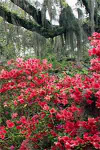 蜉蝣爱尽不可追精选