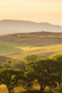 今夜赠予我繁花优质全文阅读