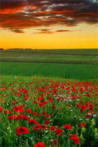 黄粱一梦皆成灰沈清嘉裴怀瑾小说结局