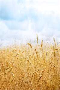 玫瑰未开已成荆棘番外+无删减